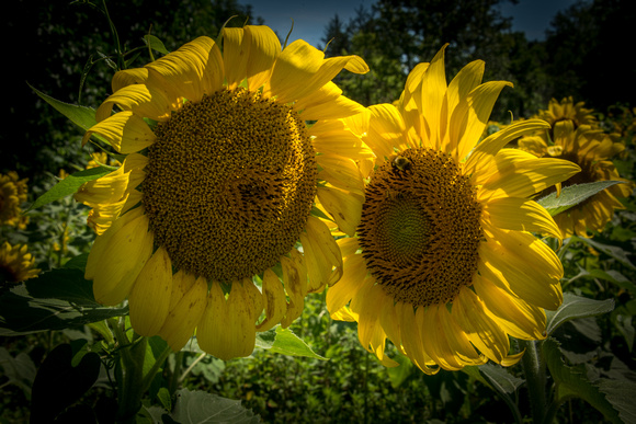 20160710 Sunflowers-49